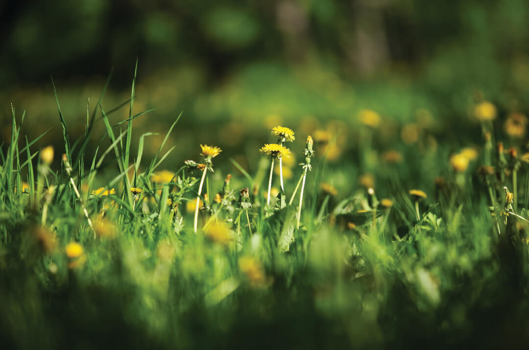 How to Get Rid of Dandelions in Lawn