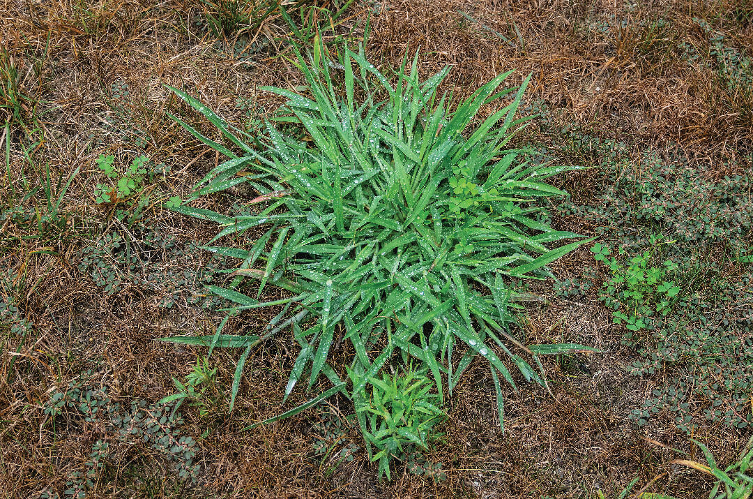 What is crabgrass and how to deal with it?