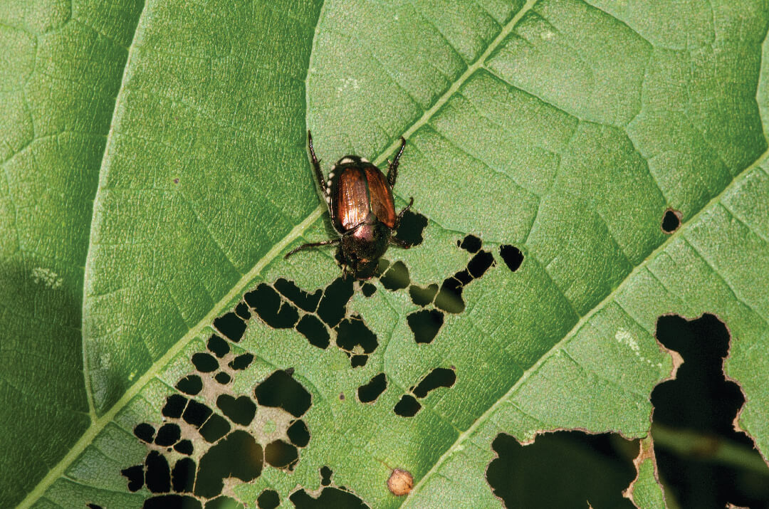 How to Get Rid of Japanese Beetles