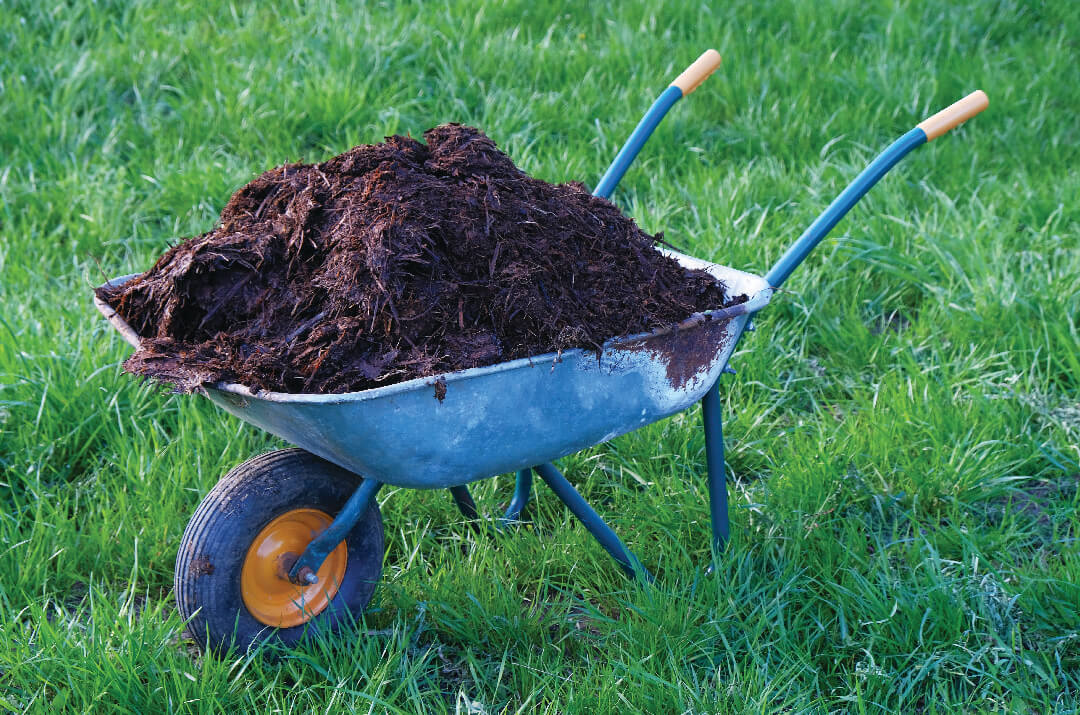 When to Fertilize Your Lawn