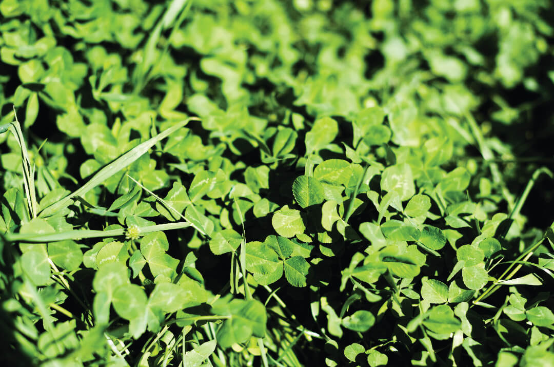 How to Deal With Clover on Your Lawn